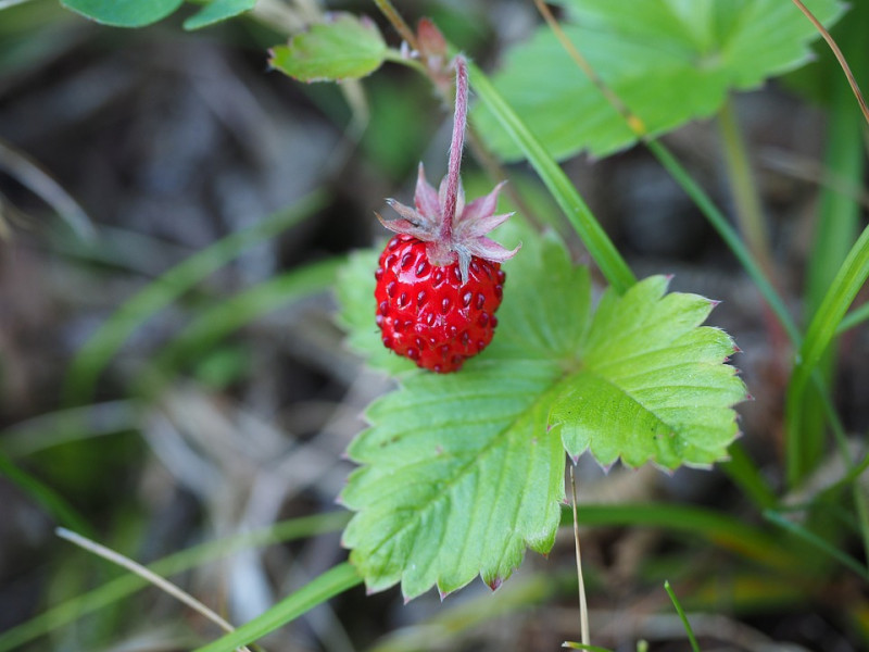 Fragaria vesca – Bosaardbei - Vrucht